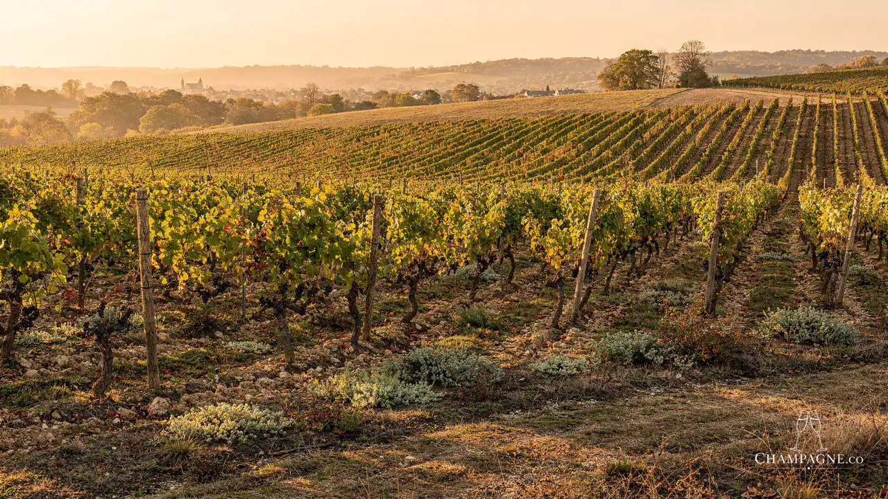 Petit Clergeot — Champagne producer profile image.