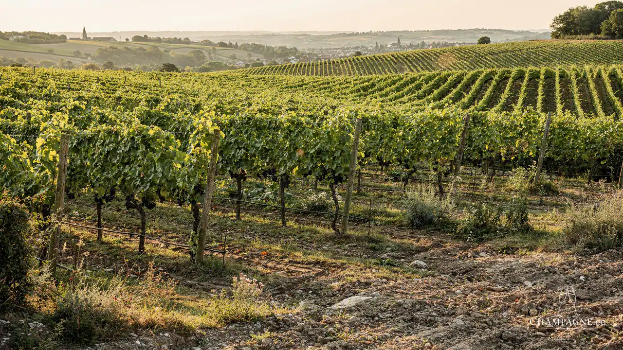 Philippe Gamet — Champagne producer profile image.
