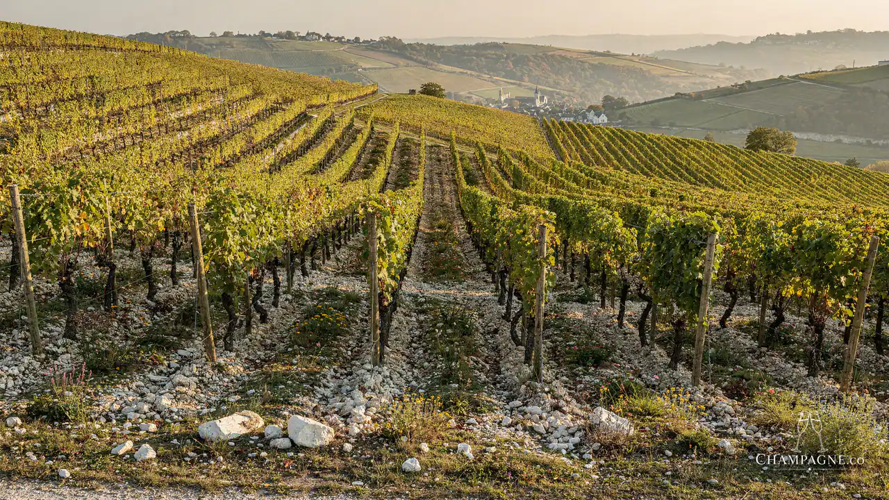 Philippe Glavier — Champagne producer profile image.