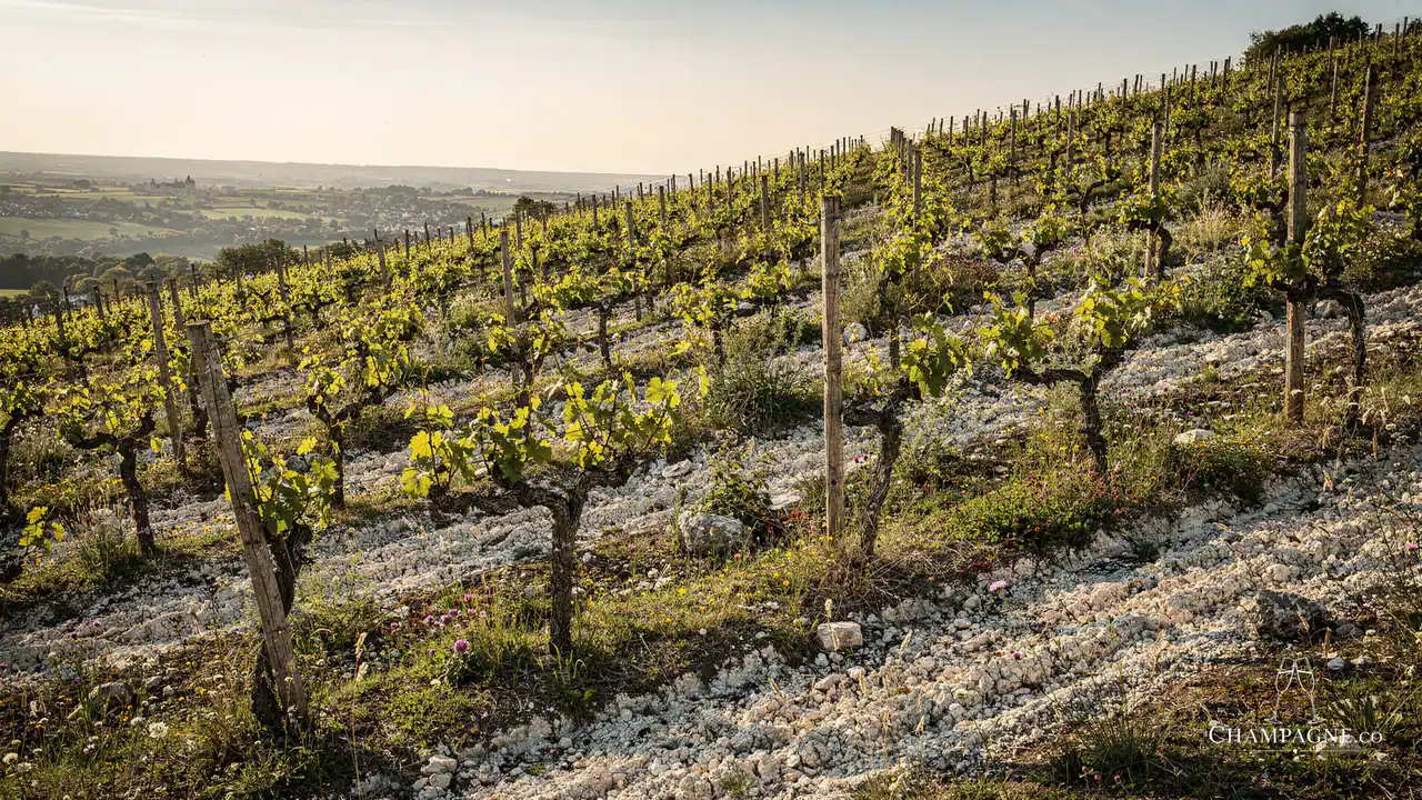 Philippe Gonet — Champagne producer profile image.