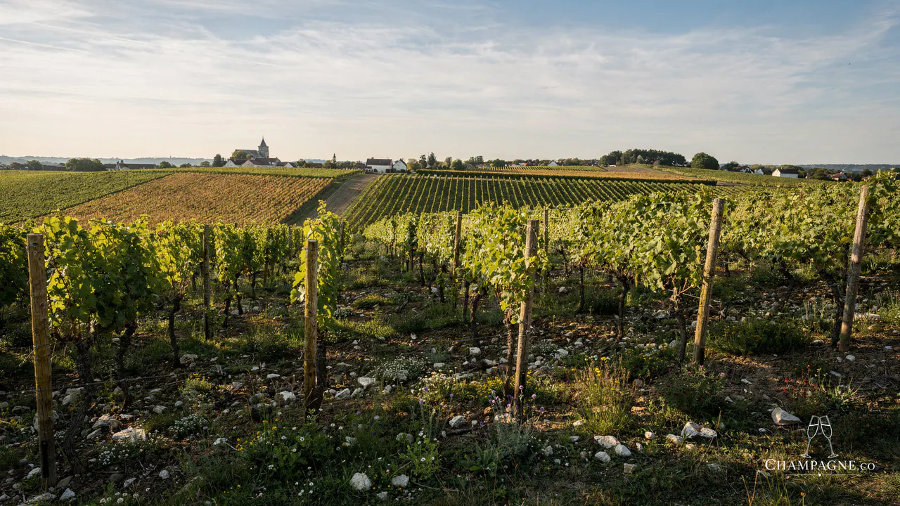 Philippe Lancelot — Champagne producer profile image.