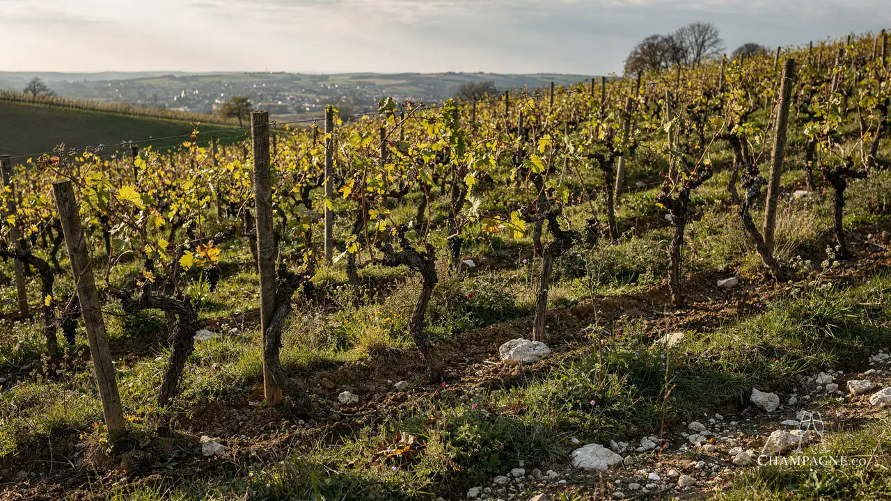 Pierre Baillette — Champagne producer profile image.