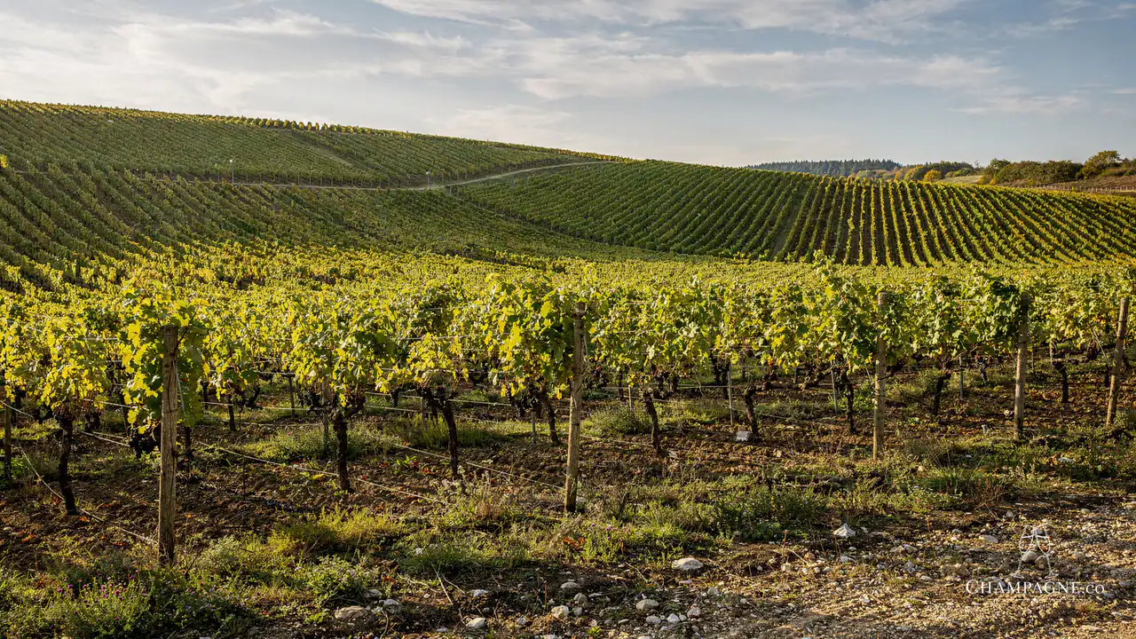 Pierre Brigandat — Champagne producer profile image.