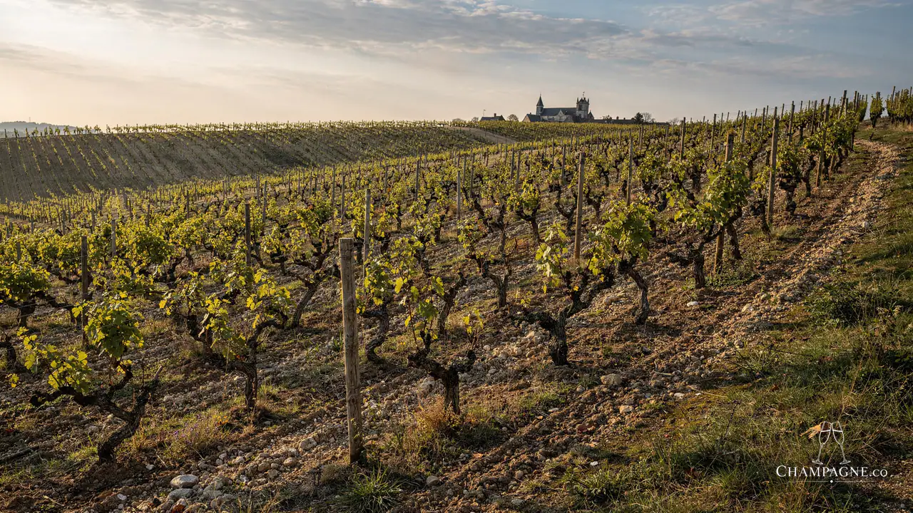 Pierre Callot — Champagne producer profile image.