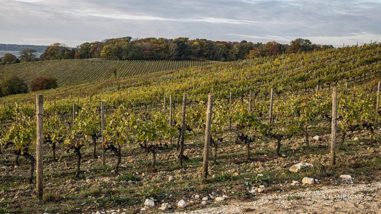 Pierre Deville — Champagne producer profile image.