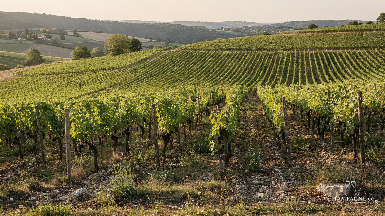 Pierre Gerbais — Champagne producer profile image.