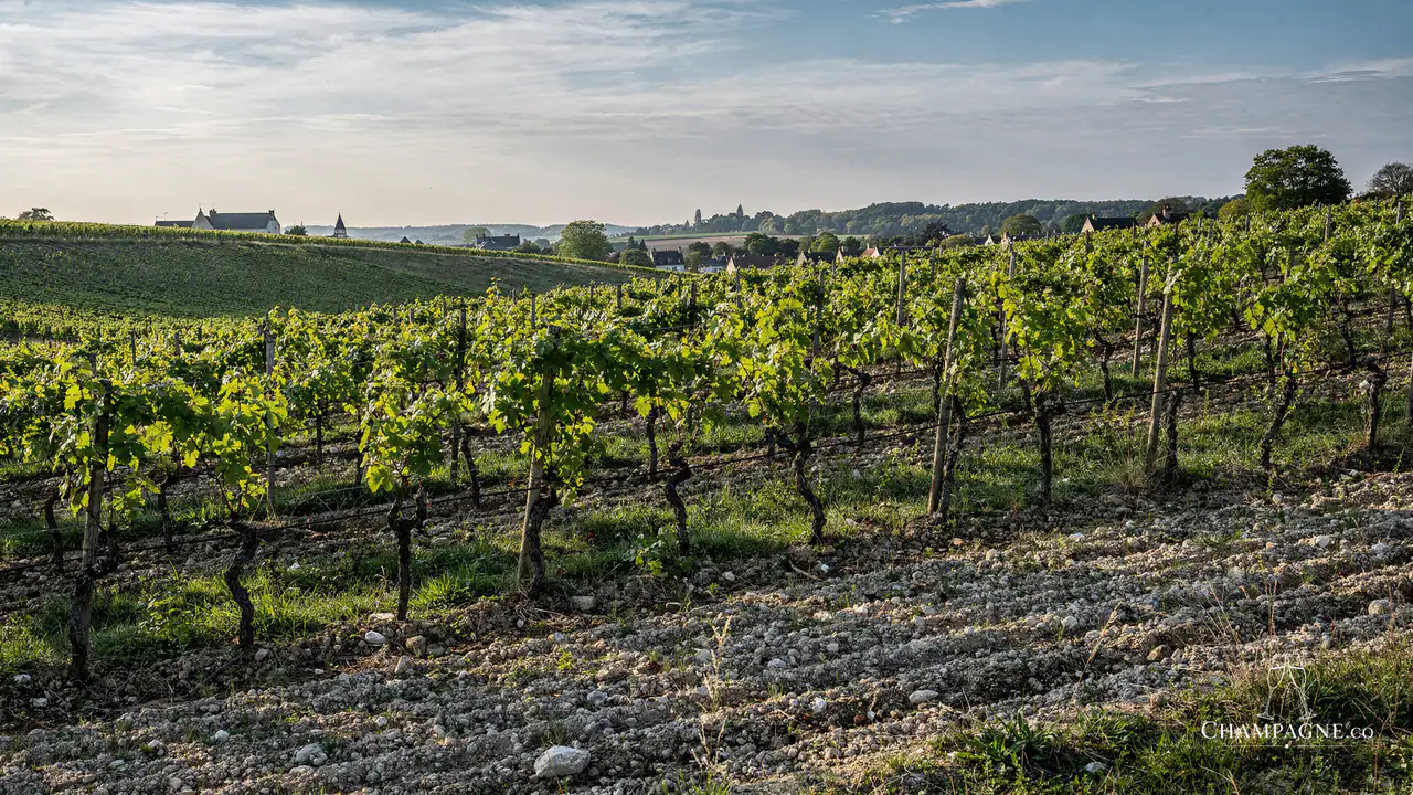Pierre Gimonnet et Fils — Champagne producer profile image.