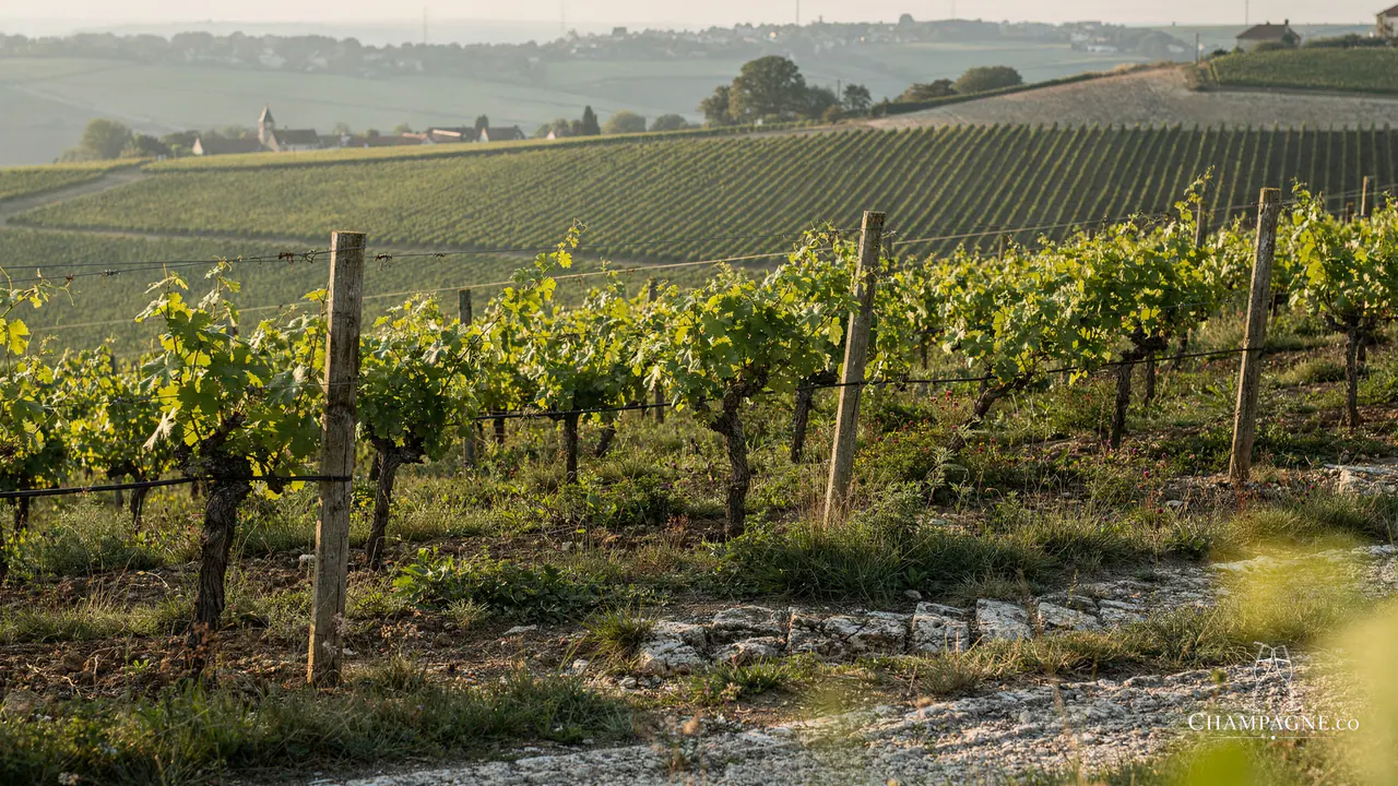 Pierre Legras — Champagne producer profile image.