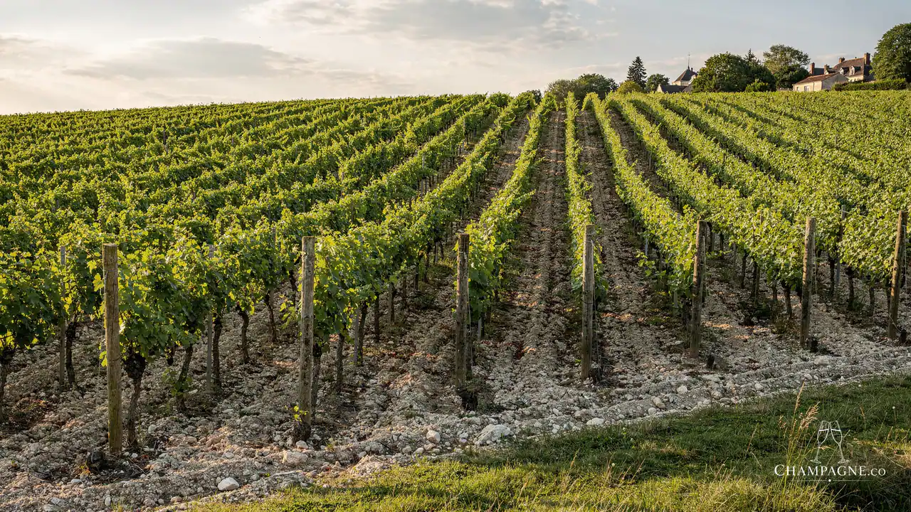 Pierre Moncuit — Champagne producer profile image.