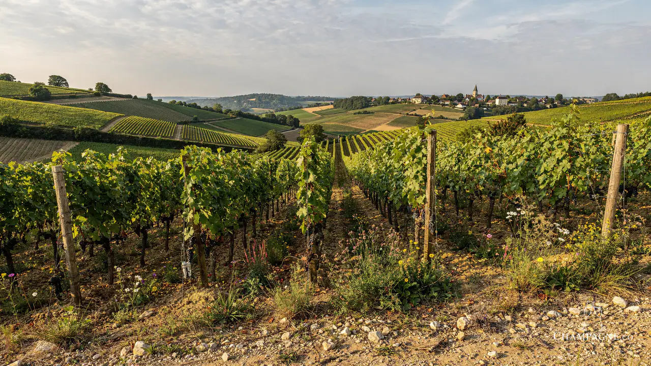 Piollot — Champagne producer profile image.