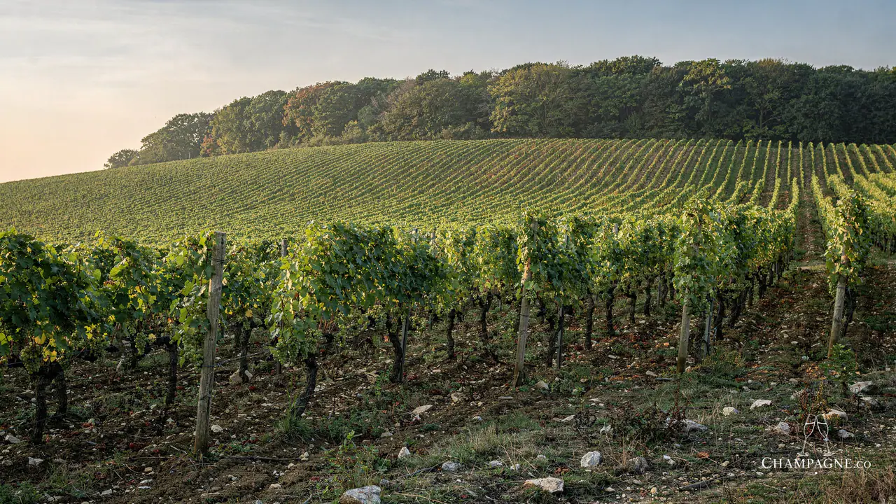 Ployez-Jacquemart — Champagne producer profile image.