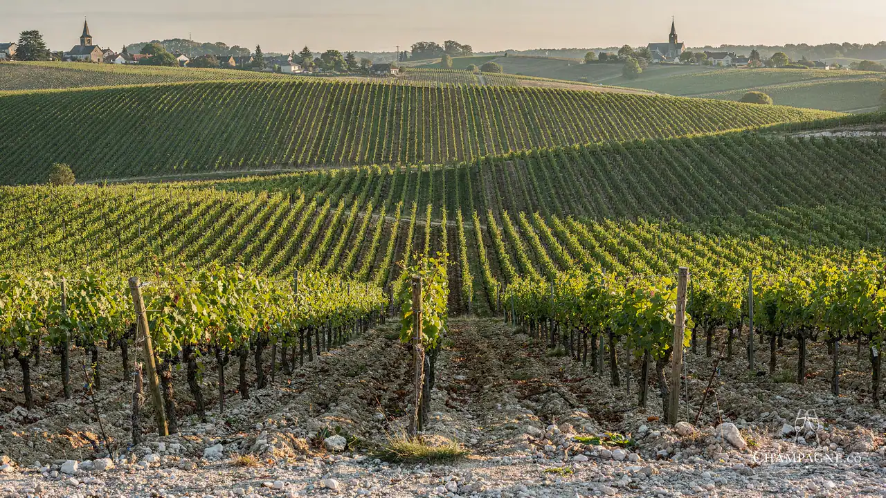 Prin Père et Fils — Champagne producer profile image.