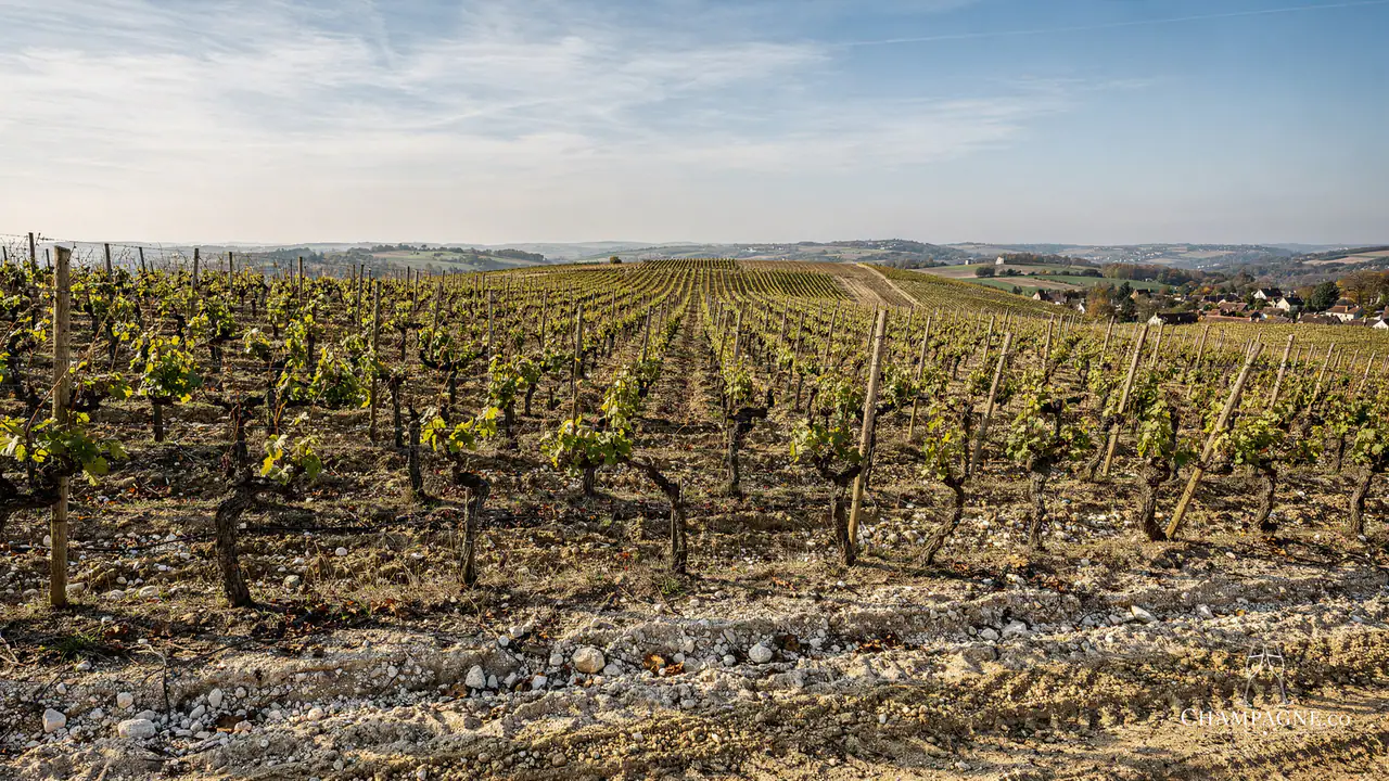 R. & L. Legras — Champagne producer profile image.