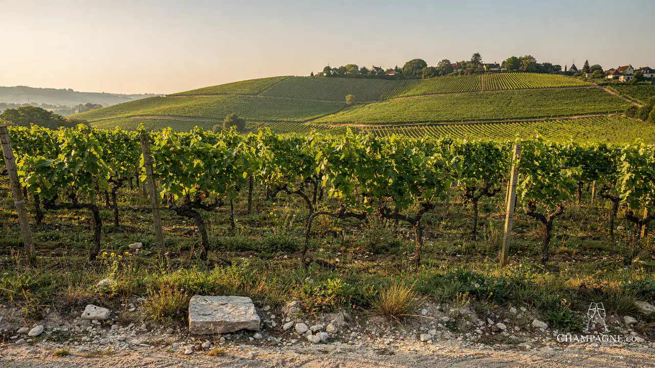 R. Dumont & Fils — Champagne producer profile image.