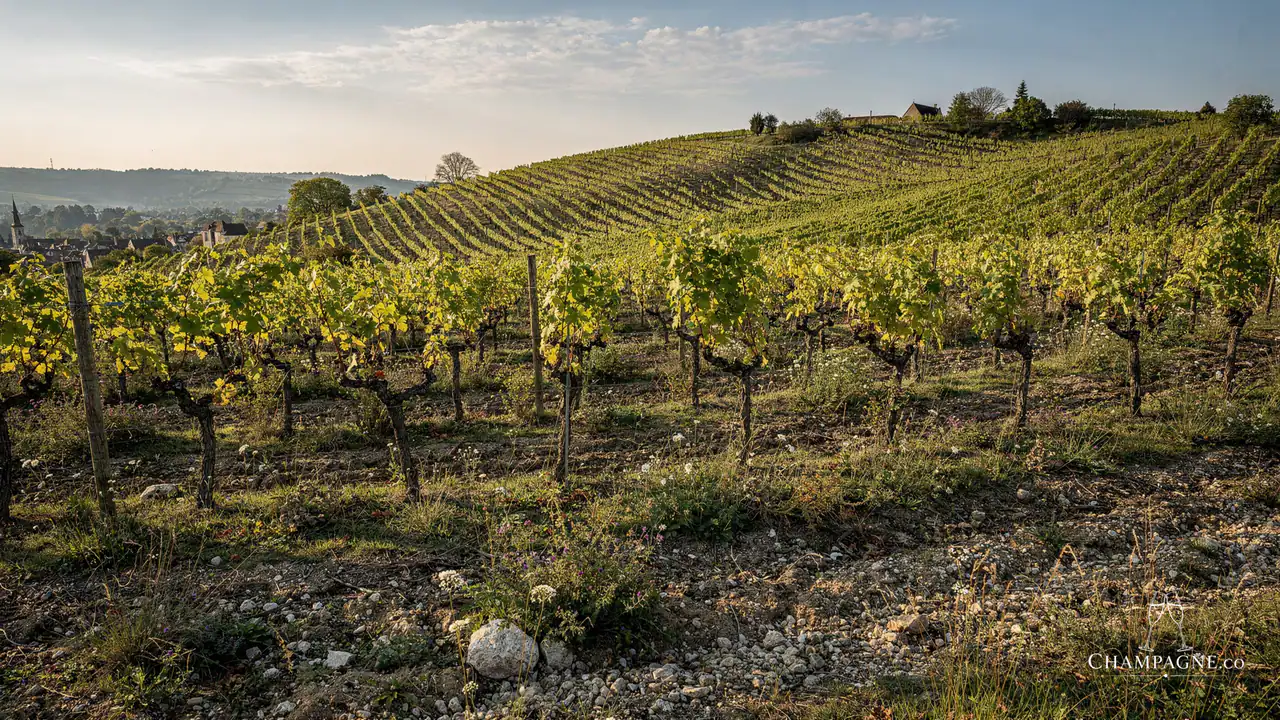 R.H. Coutier — Champagne producer profile image.