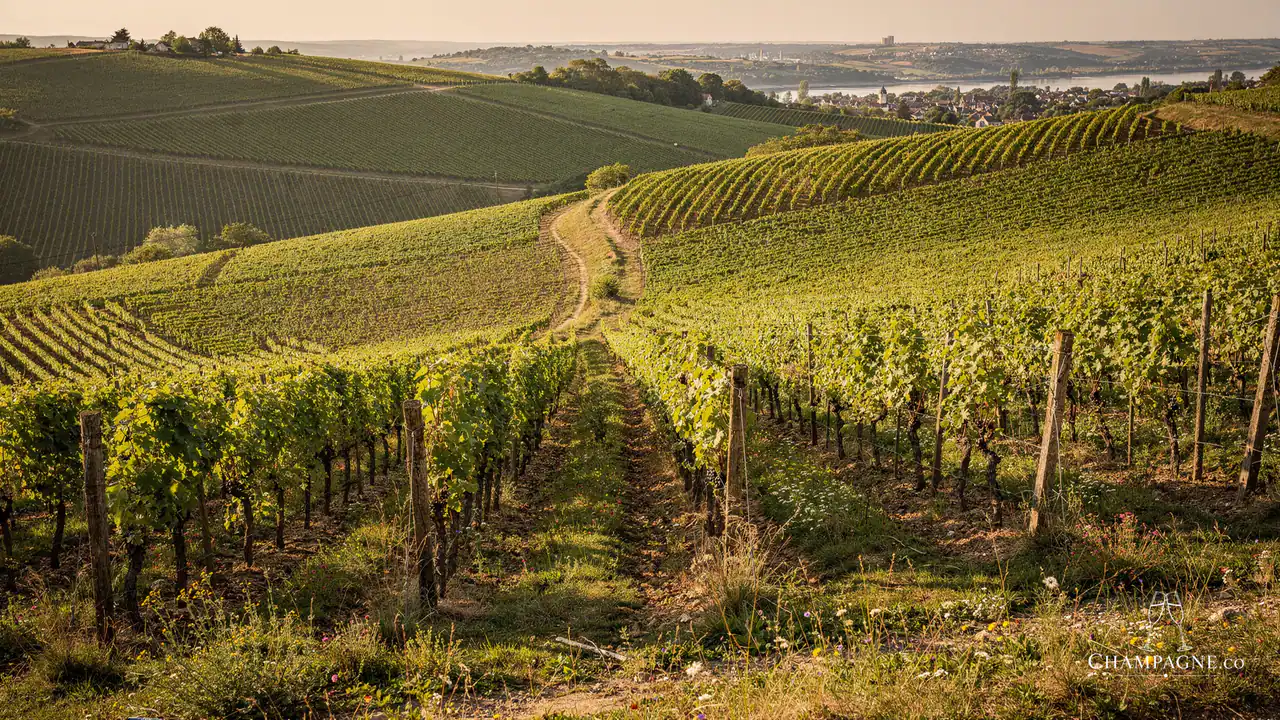 R. Pouillon — Champagne producer profile image.