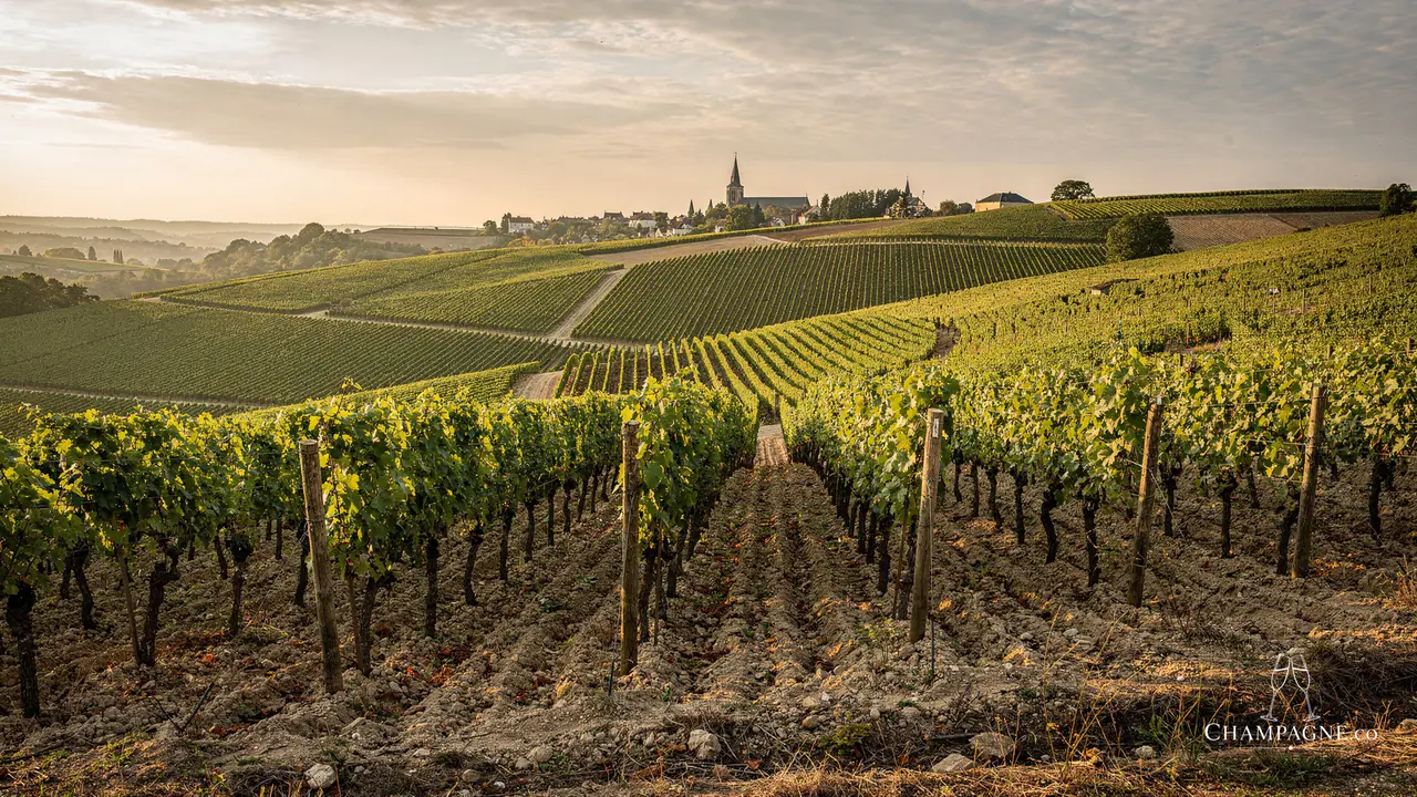 Rare Champagne — Champagne producer profile image.
