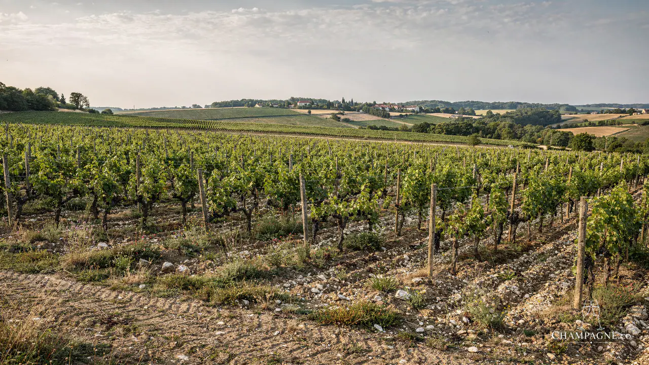 Rémi Leroy — Champagne producer profile image.