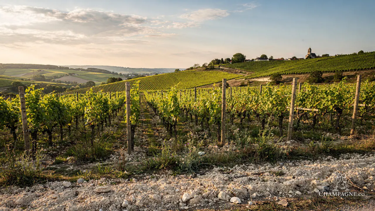 Rémy Massin et Fils — Champagne producer profile image.