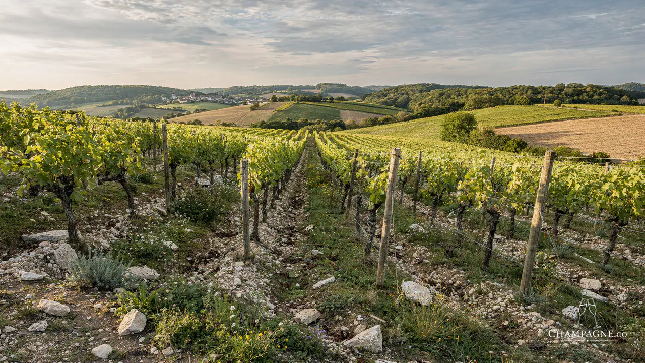 Robert Barbichon — Champagne producer profile image.