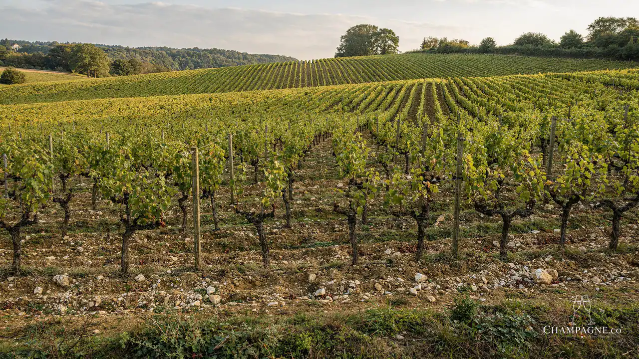 Robert Dufour et Fils — Champagne producer profile image.