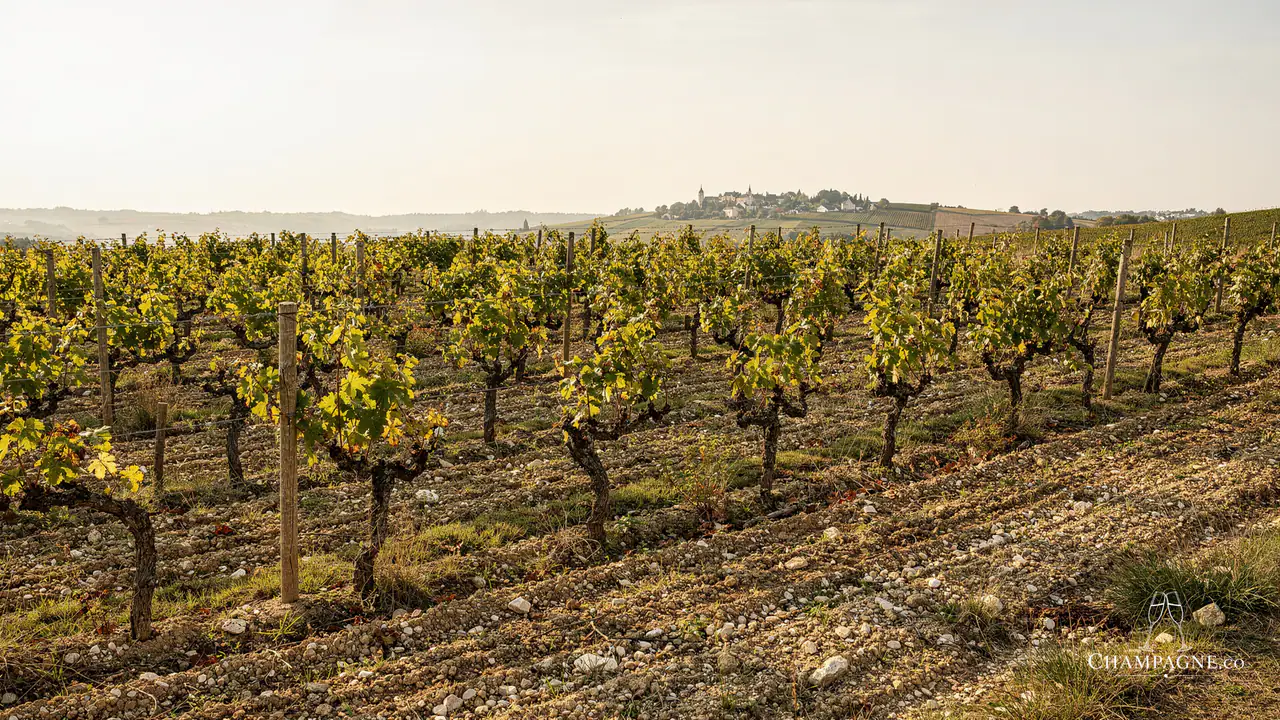 Robert Moncuit — Champagne producer profile image.