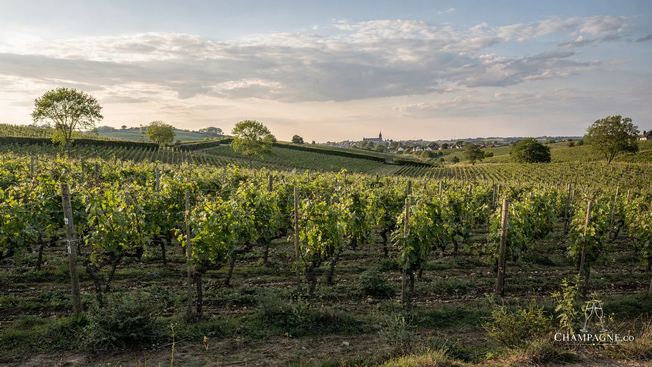 Roger Coulon — Champagne producer profile image.