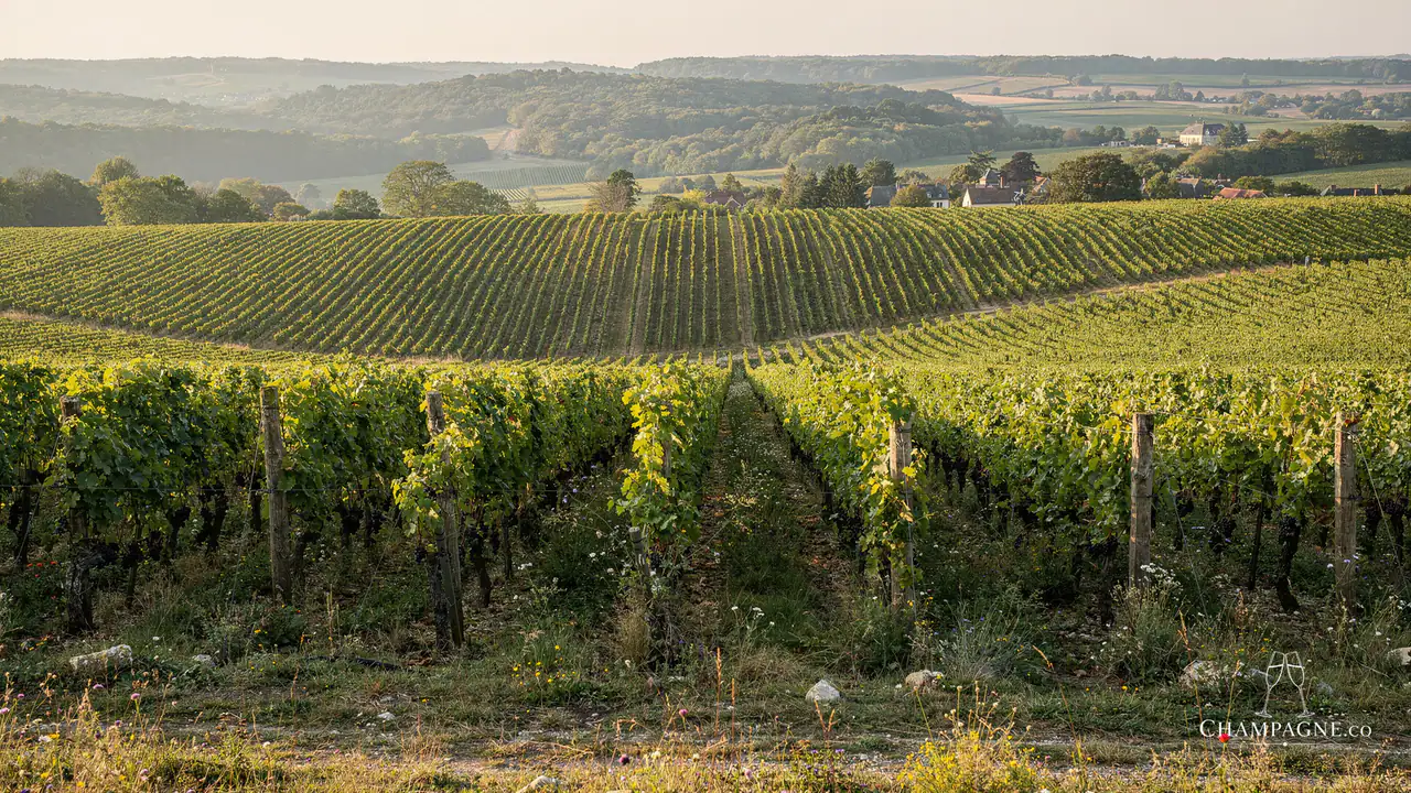 Roger Manceaux — Champagne producer profile image.