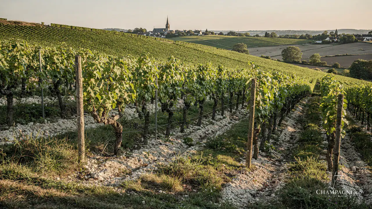 Roland Champion — Champagne producer profile image.