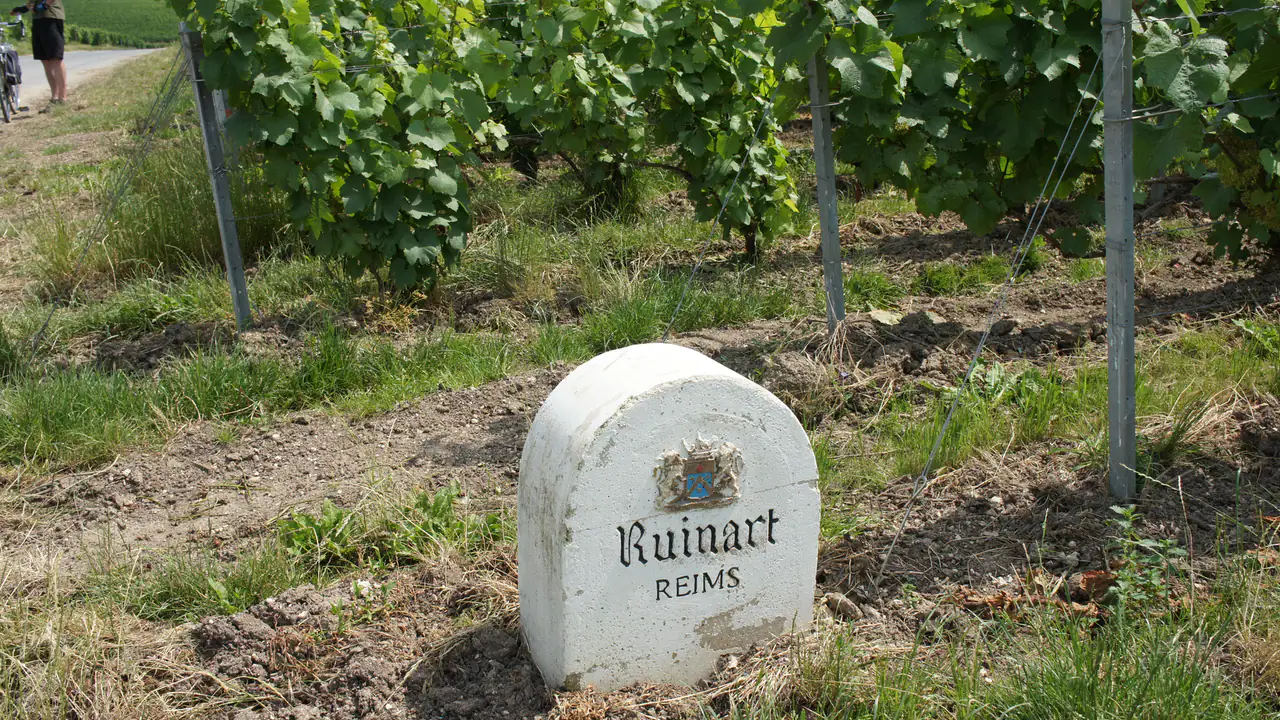 Ruinart — Champagne producer profile image.