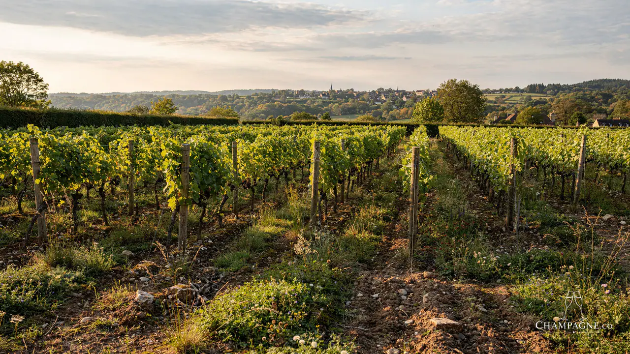 Ruppert-Leroy — Champagne producer profile image.