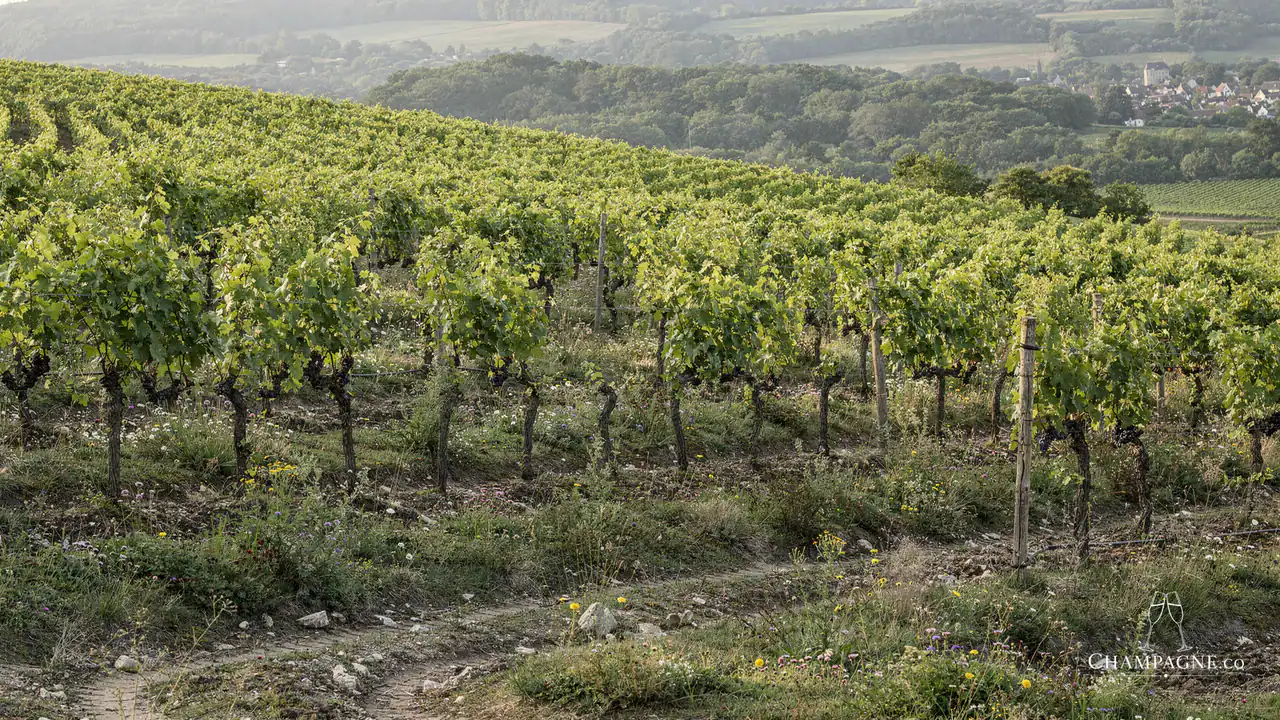 Sadi Malot — Champagne producer profile image.