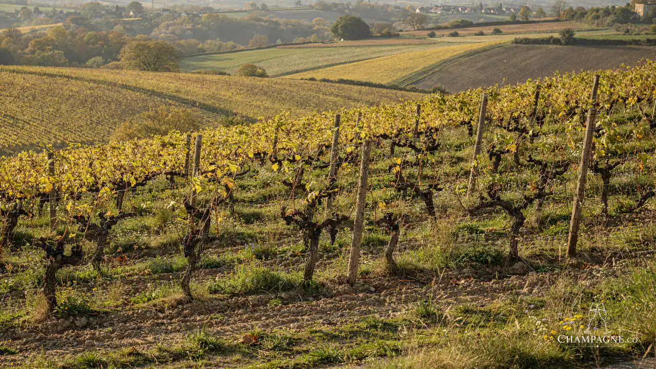 Sanchez Le Guédard — Champagne producer profile image.