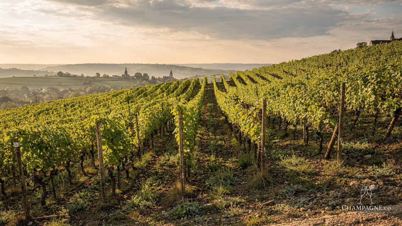 Soutiran — Champagne producer profile image.