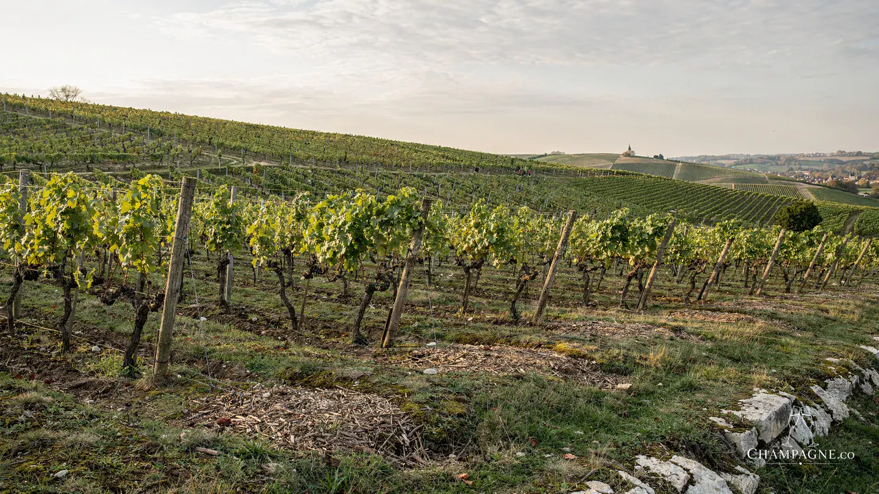 Stéphane Coquillette — Champagne producer profile image.