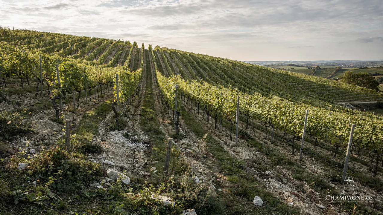 Stéphane Regnault — Champagne producer profile image.