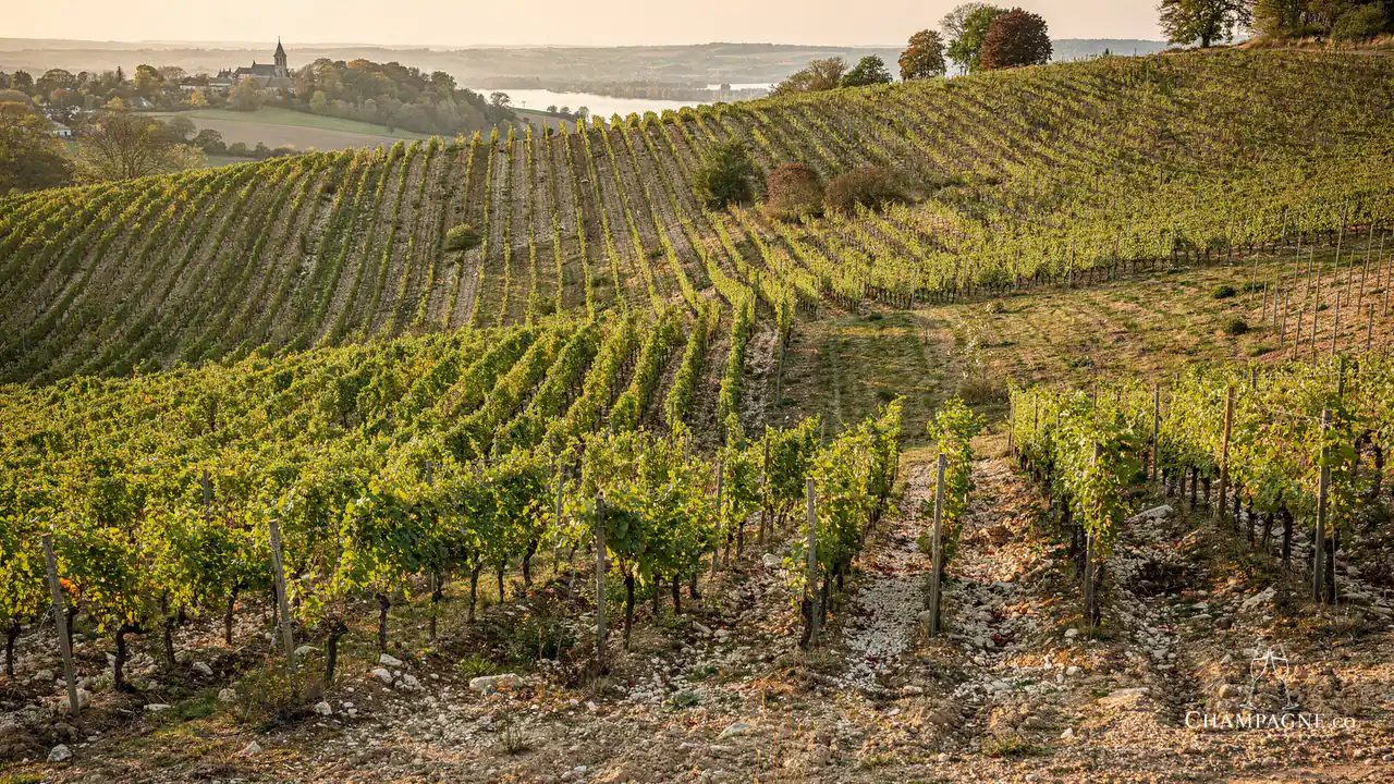 Tarlant — Champagne producer profile image.