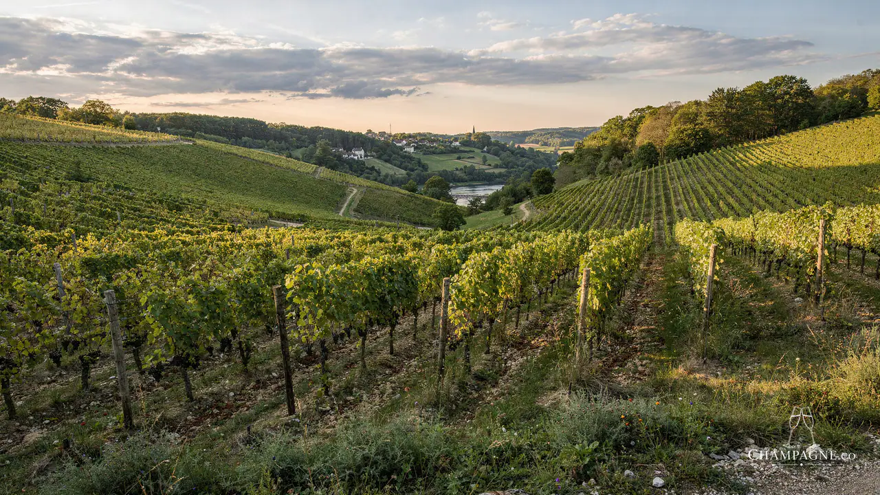 Thévenet Delouvin — Champagne producer profile image.