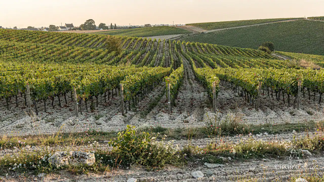 Thierry Triolet — Champagne producer profile image.