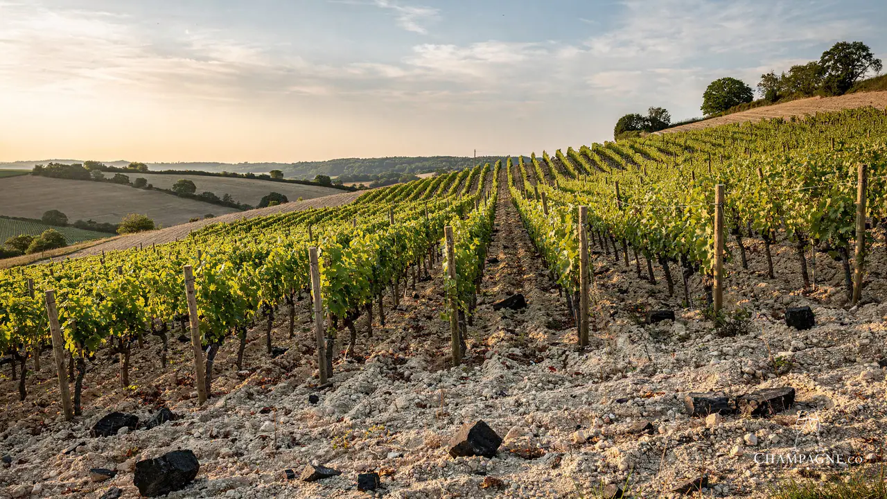 Ulysse Collin — Champagne producer profile image.