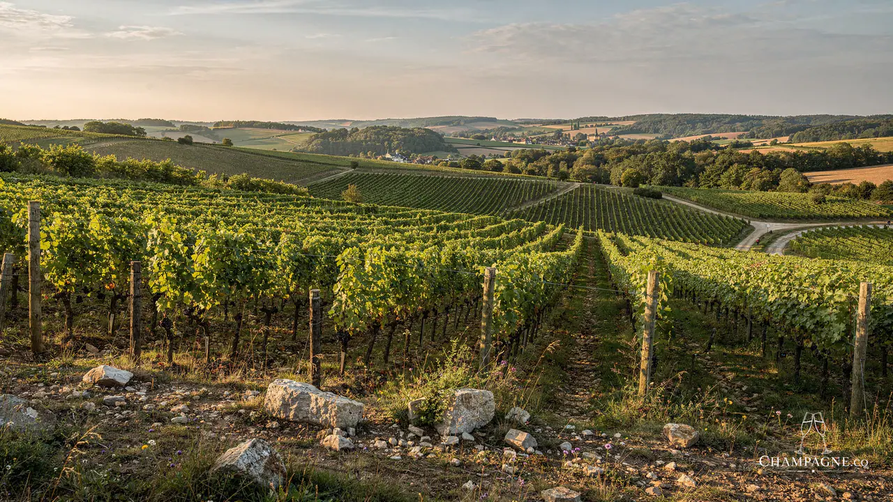 Veuve Cheurlin (J. Arnoult) — Champagne producer profile image.