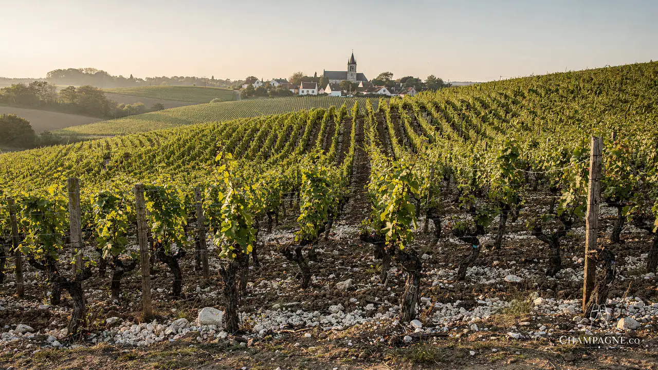 Veuve Fourny & Fils — Champagne producer profile image.