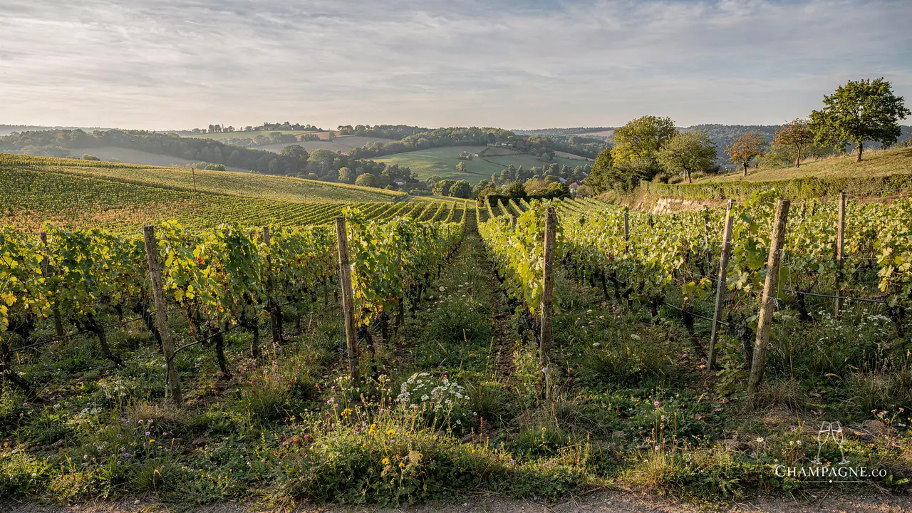 Vincent Couche — Champagne producer profile image.