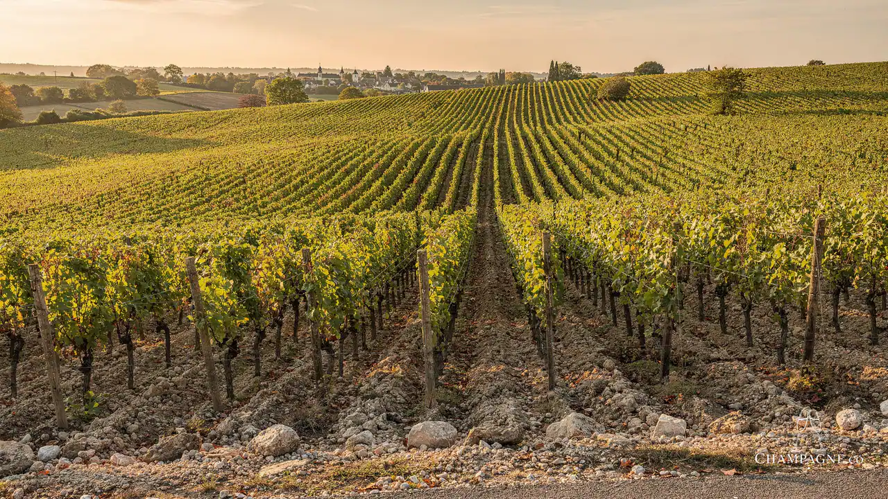 Vincent Joudart — Champagne producer profile image.