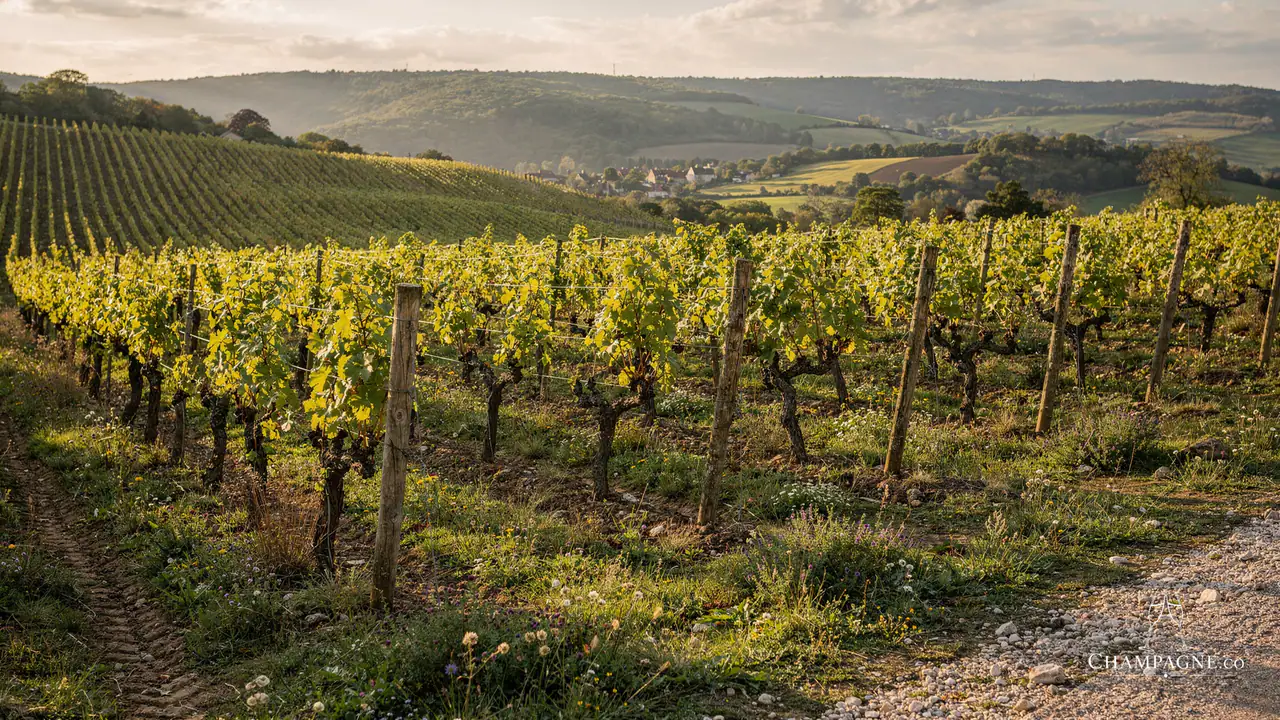 Vouette & Sorbée — Champagne producer profile image.