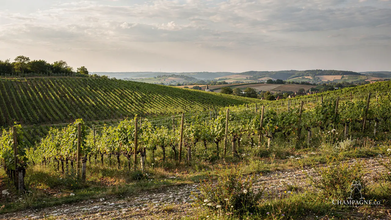 Yann Alexandre — Champagne producer profile image.