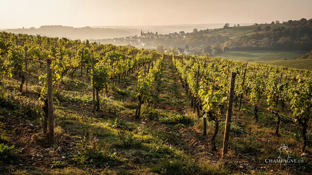 Yves Ruffin — Champagne producer profile image.